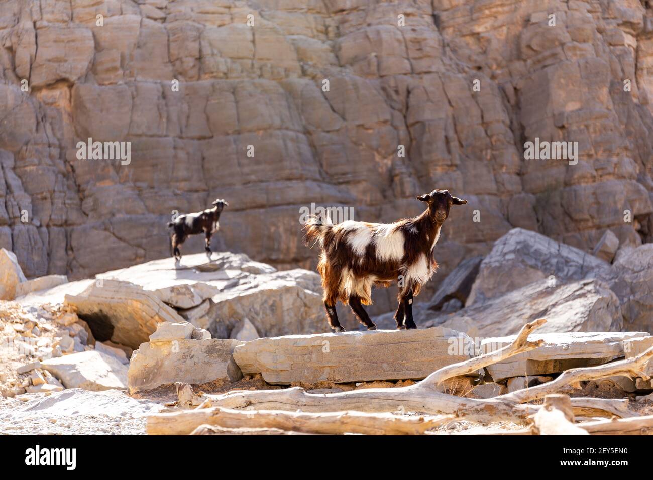 Due capre nere e bianche (does, nannies) che si trovano sulle rocce della catena montuosa di Jebel Jais, Emirati Arabi Uniti. Foto Stock