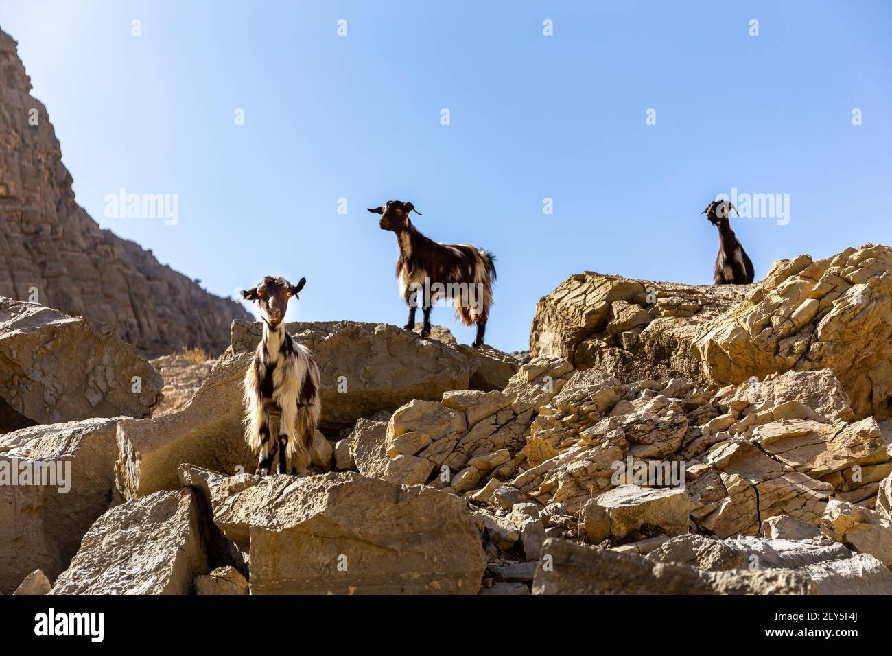 Tre capre nere e bianche (does, nannies) che si trovano sulle rocce della catena montuosa di Jebel Jais, Emirati Arabi Uniti. Foto Stock