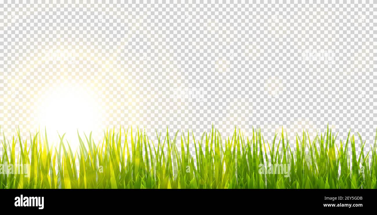 file di modello di sfondo vettoriale eps dell'erba verde panoramica attivata lato inferiore con raggi solari per i modelli estivi o primaverili con effetto di trasparenza in funzione Illustrazione Vettoriale