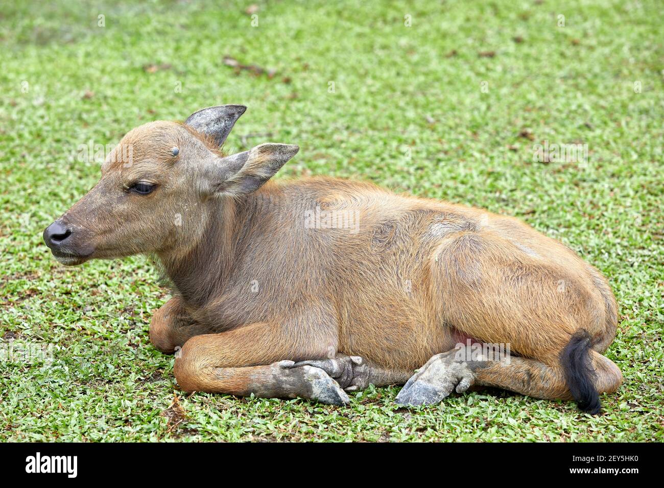 Bufalo d'acqua (bubalus bubalis). Femmina molto giovane vitello, di circa 1 mese. I bufali non sono nativi di Hong Kong. Questi sono i discendenti Foto Stock