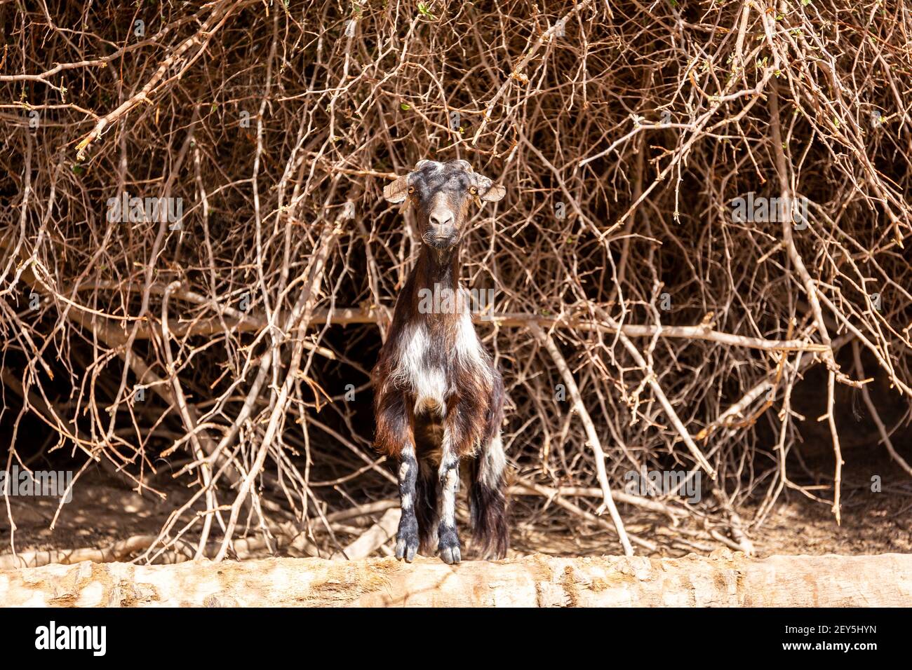 Capra femmina pelosa nera e bianca (doe, nanny) in piedi sulle rocce nella catena montuosa Jebel Jais, montagne Hajar, Emirati Arabi Uniti, con reggiseno asciutto Foto Stock