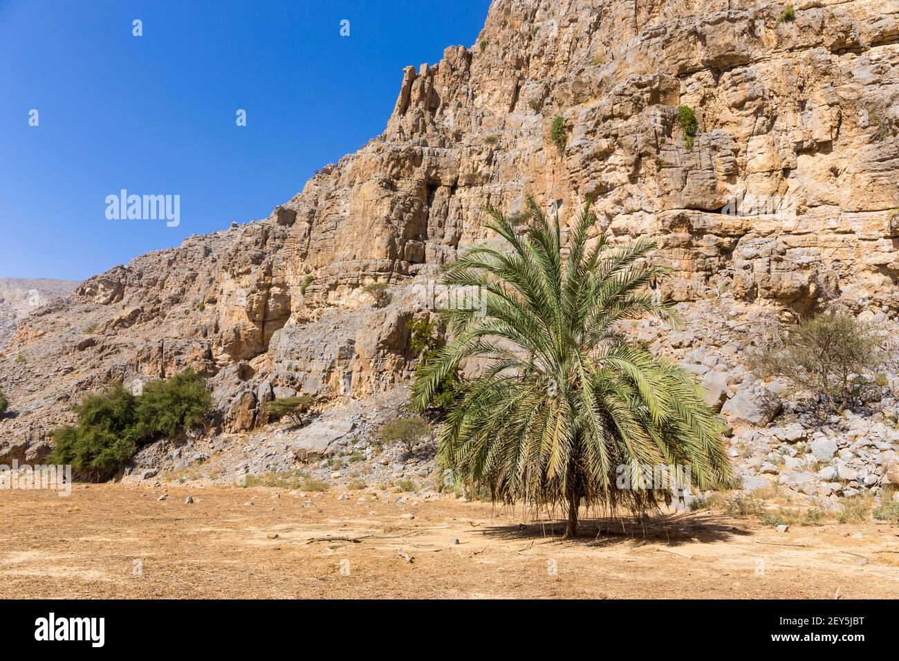 Oasi nascosta nella catena montuosa di Jabel Jais con verde lussureggiante palme e rocce calcaree sullo sfondo. Foto Stock