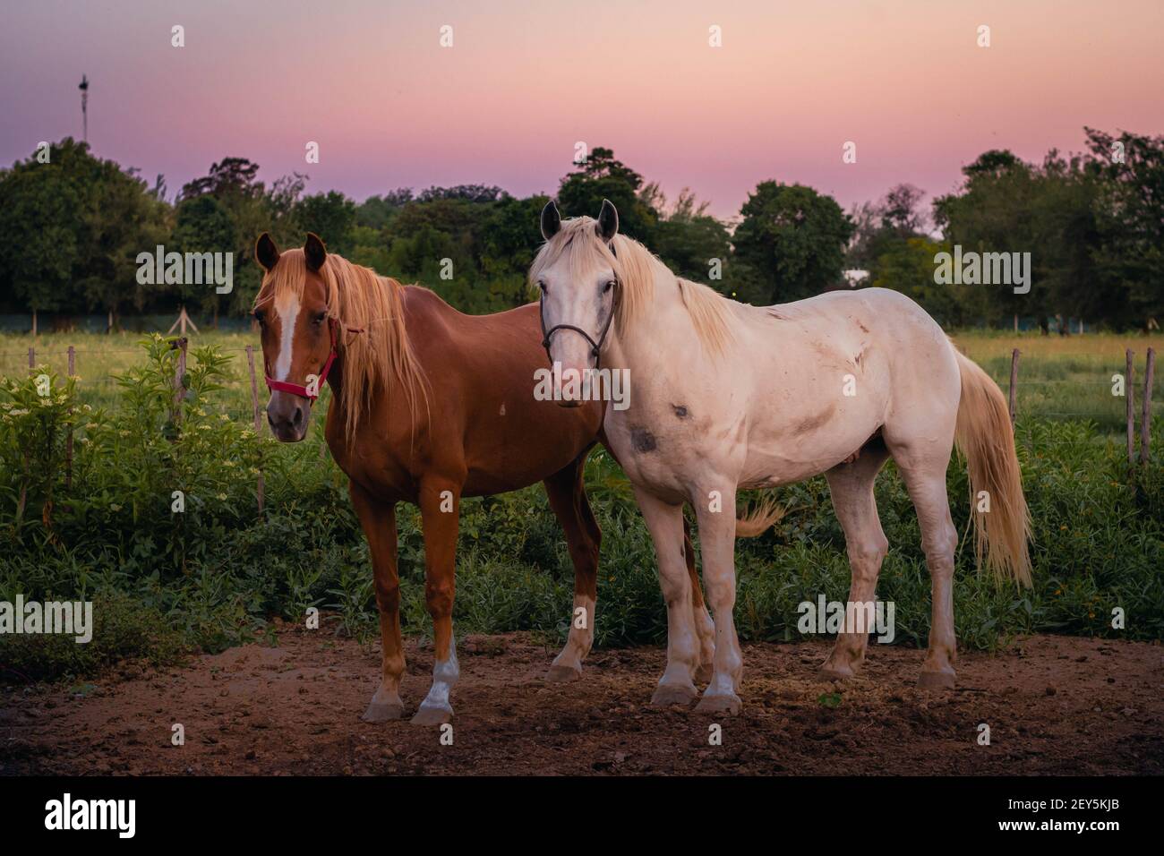 pareja de caballos en granja al atardecer cordoba argentina 2021 Foto Stock