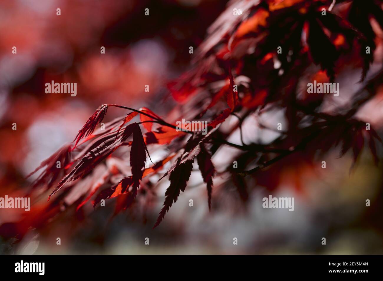 Primo piano di rami di acero rosso e foglie in primavera Foto Stock