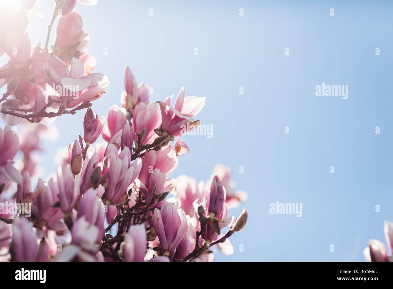 La magnolia rosa e bianca fiorisce contro il cielo di primavera blu luminoso Foto Stock