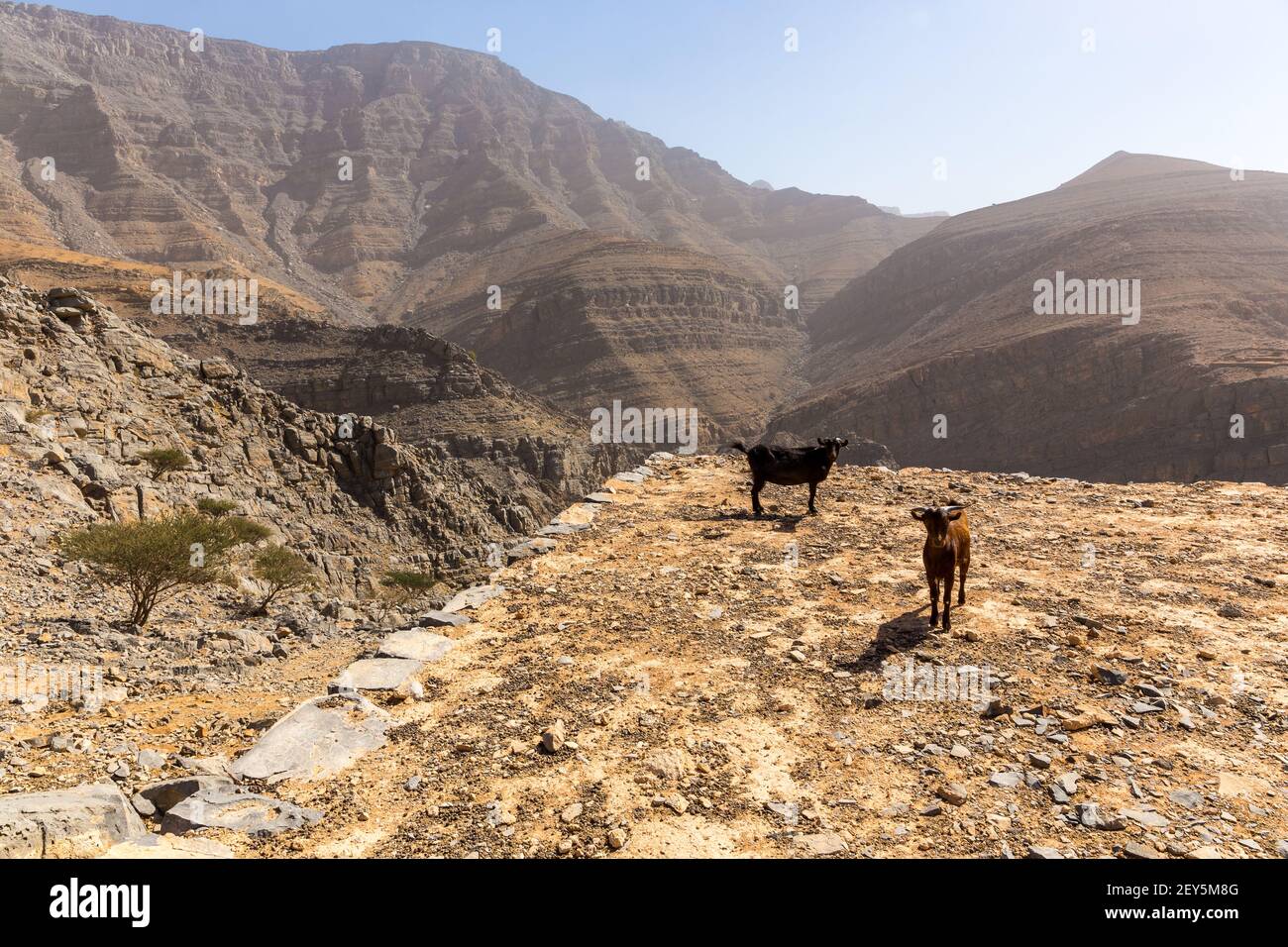 Capre nere e marroni (bucks) con corna e occhi gialli, svegliandosi su un terreno sassoso con montagne rocciose e arenate sullo sfondo in Jebel Jais mountai Foto Stock