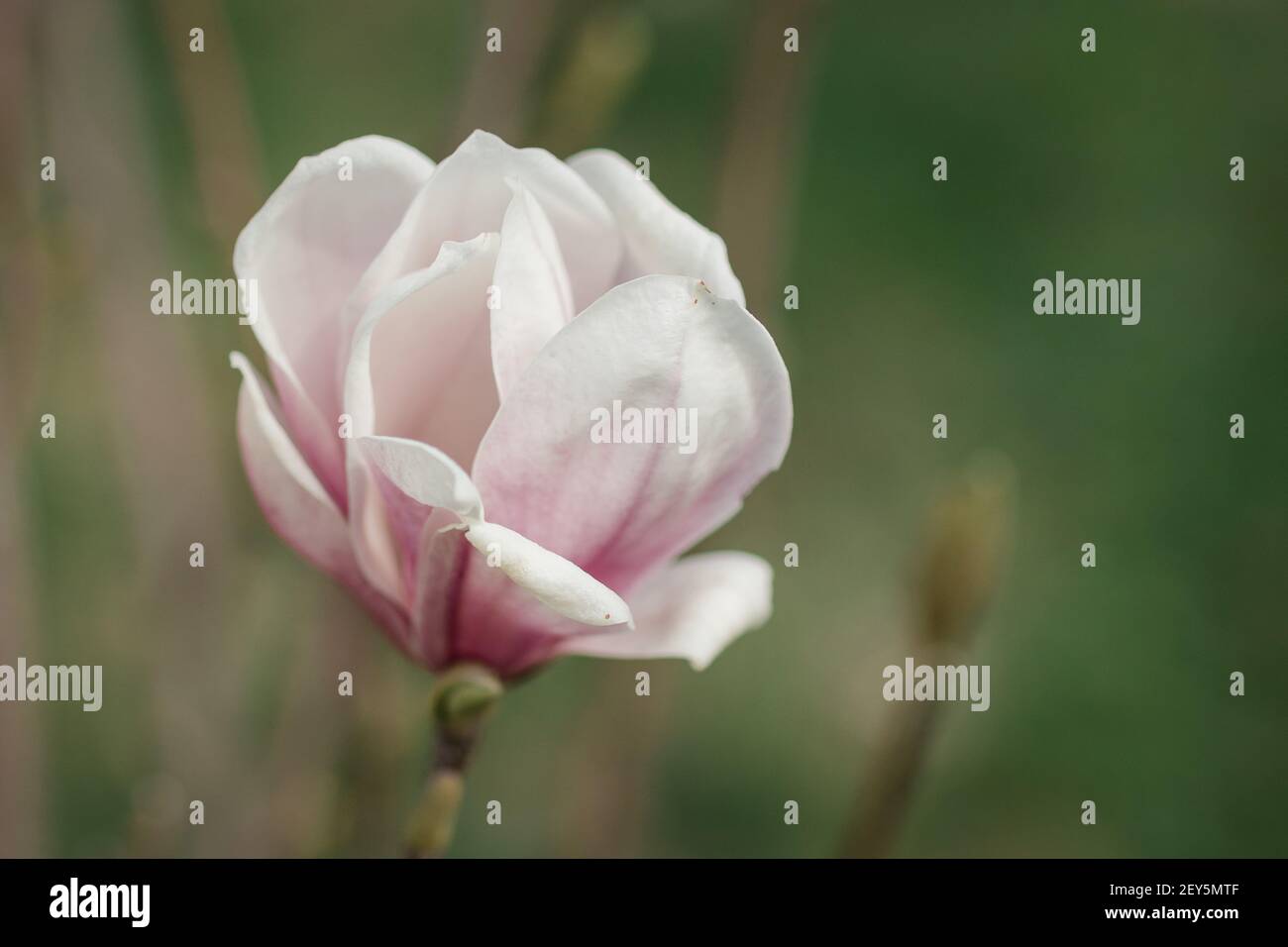 Piatto rosa e bianco la Magnolia fiorisce su un albero in primavera. Foto Stock