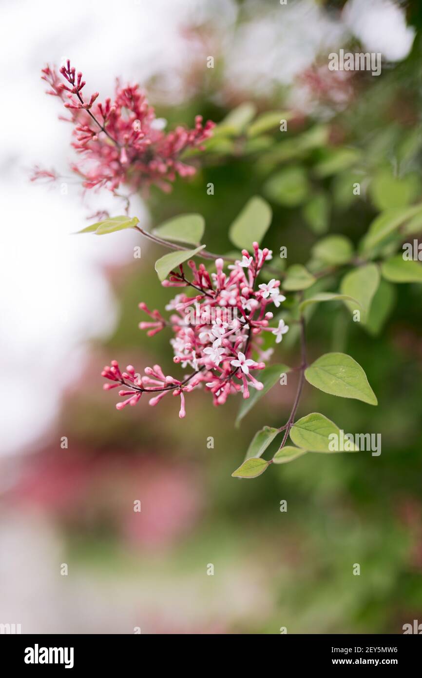 In primavera, su un albero fiorisce granchio rosa chiaro Foto Stock