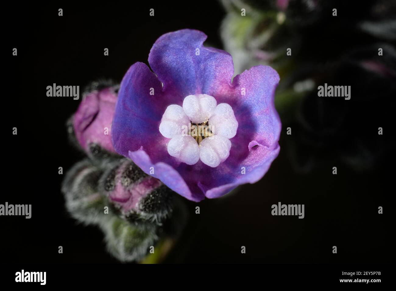 Fiore blu e rosa fiorito circondato da nuove gemme Foto Stock