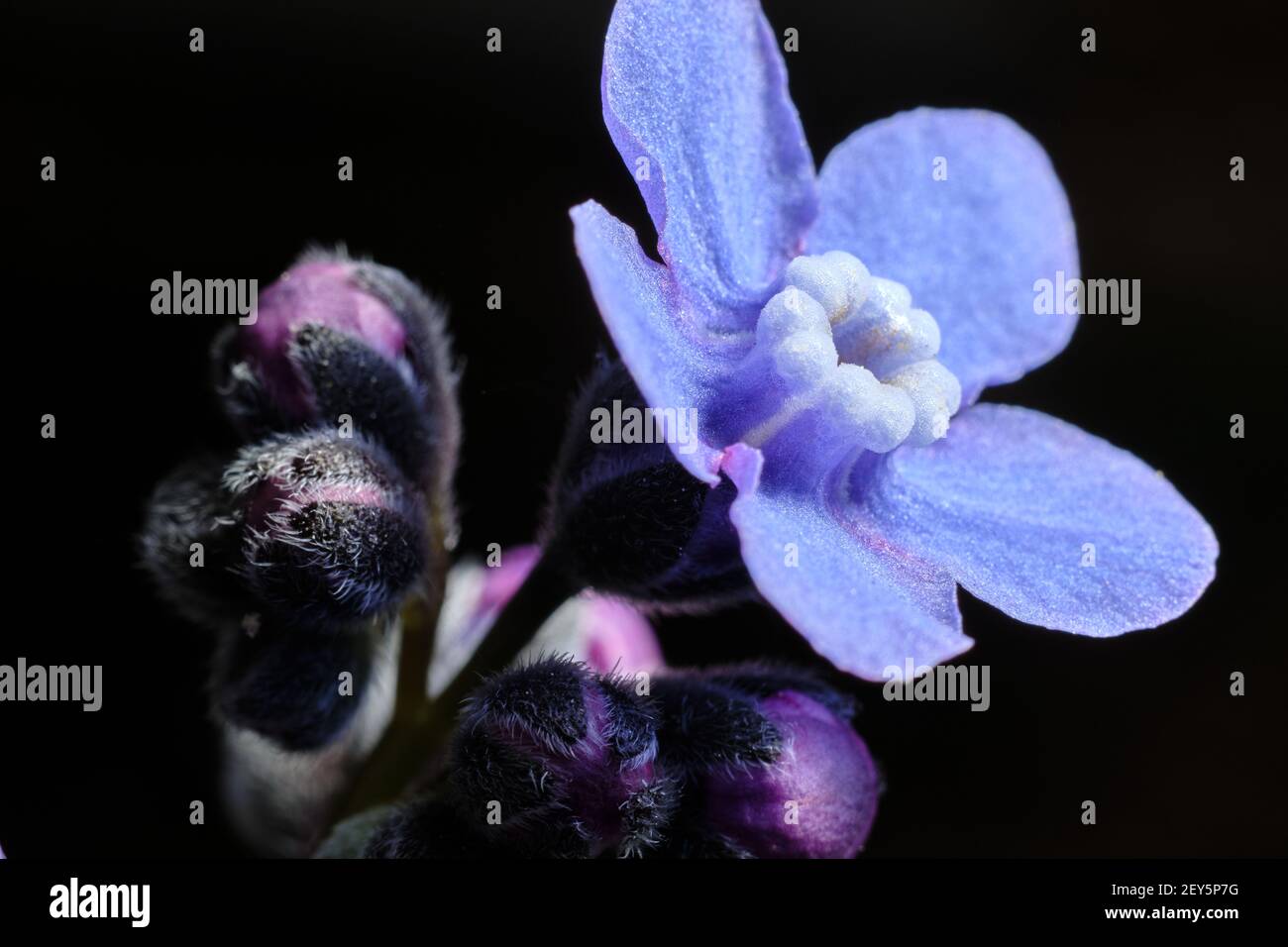 Fiore blu fiorito circondato da nuove gemme Foto Stock