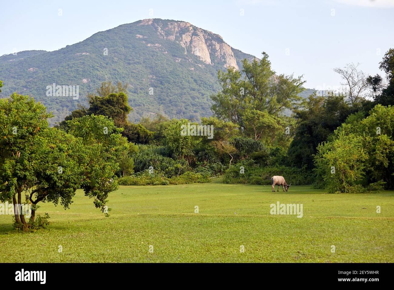 Bububalus bubalis (bububalus bubalis) su una delle poche aree ancora incontaminate delle zone umide di Pui O. I bufali non sono nativi di Hong Kong. Th Foto Stock