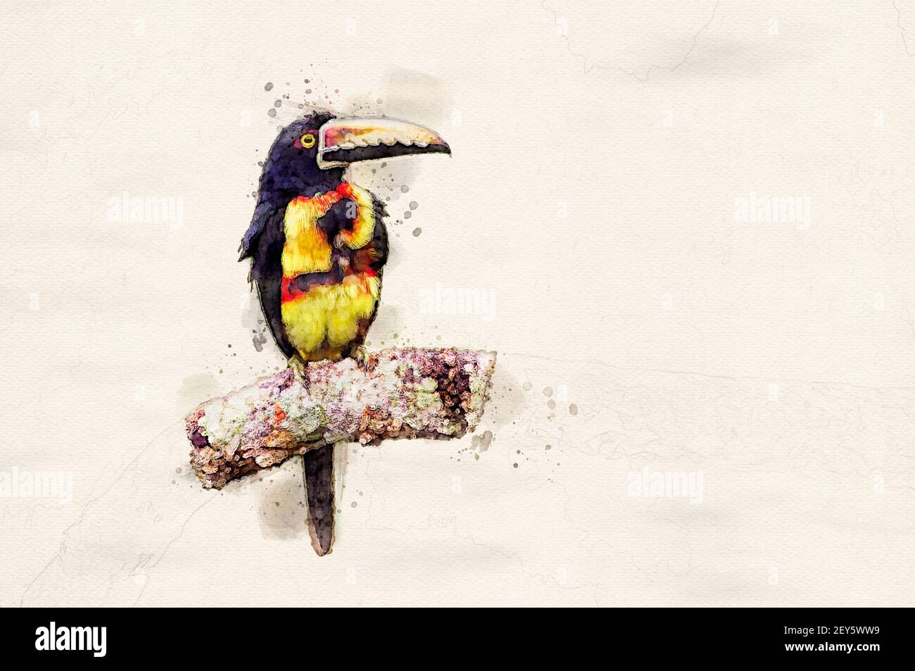 Illustrazione aracari digitale ad acquerello con colletto Foto Stock