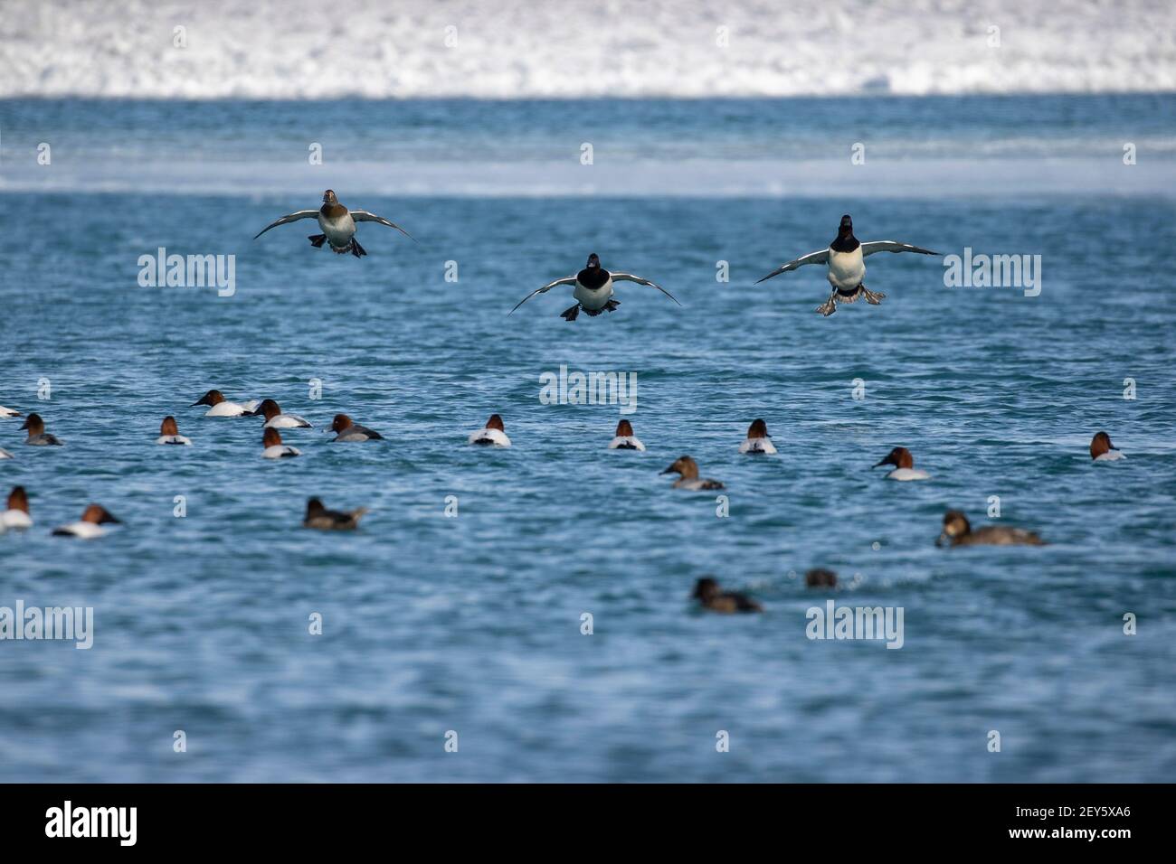 Volando la testa rossa e le anatre di canvasback in procinto di unirsi a un gregge sull'acqua. Foto Stock