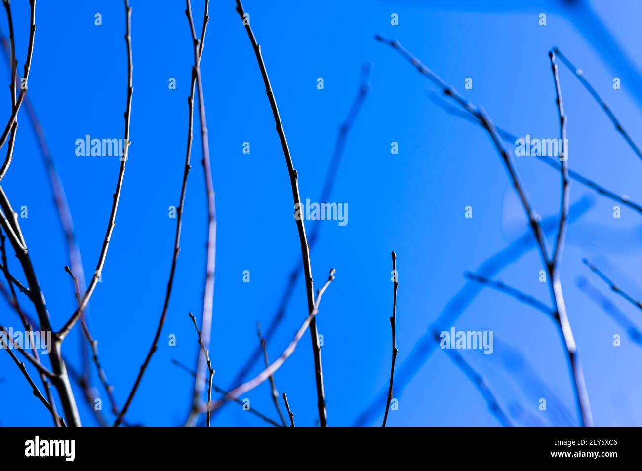 Vista astratta di piccoli rami contro un cielo blu chiaro. Foto Stock