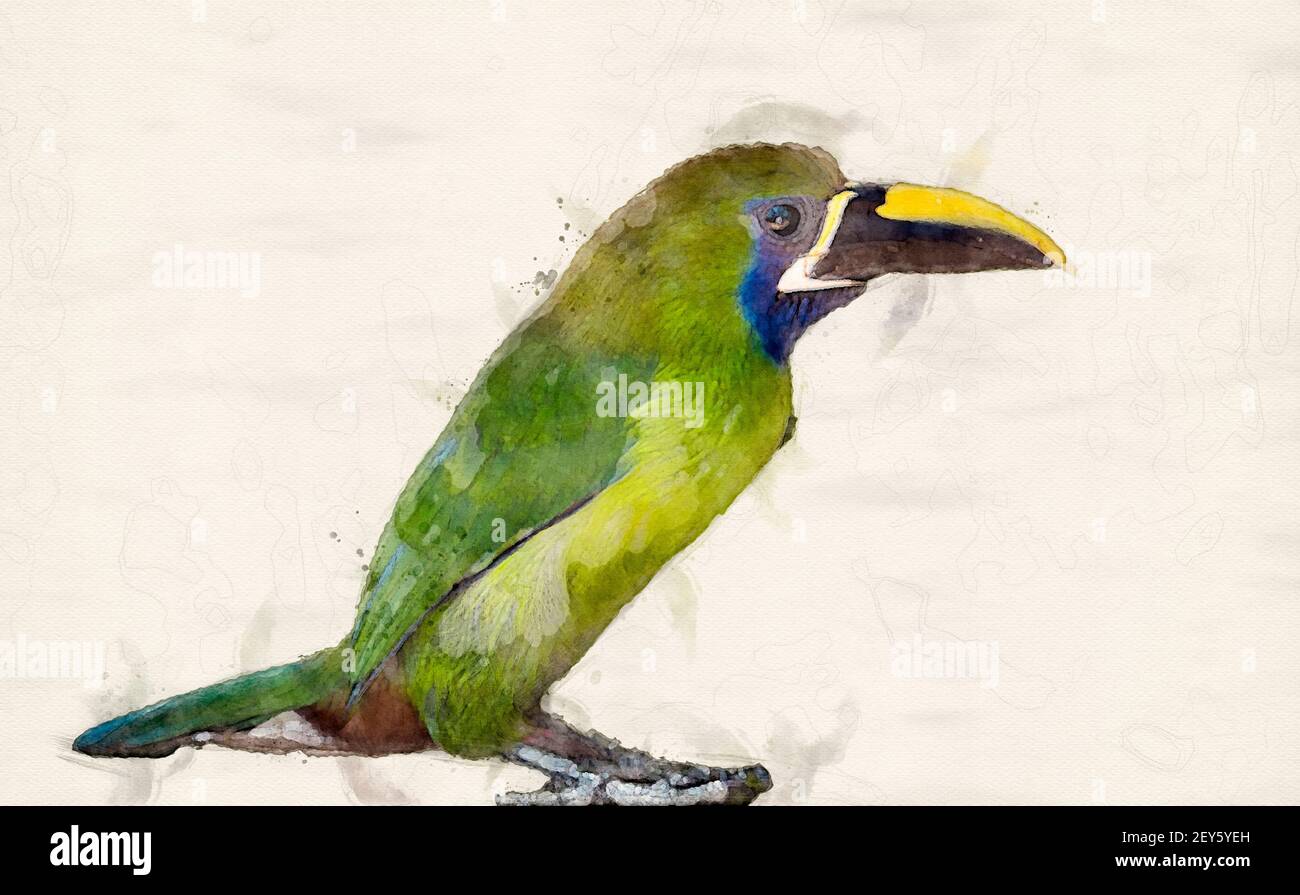 Stampa acquerello digitale toucanet con tonalità blu Foto Stock