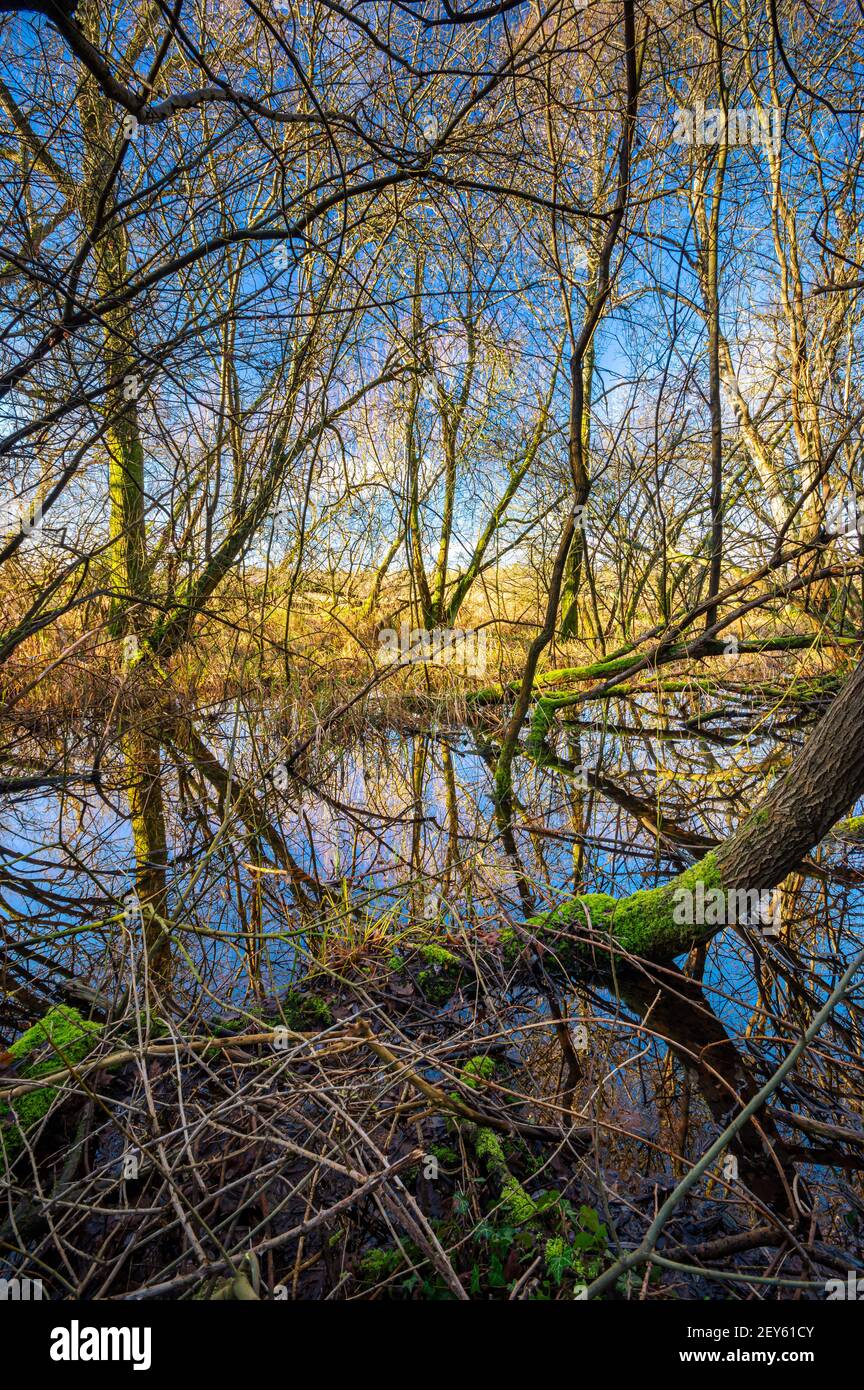 Rami riflessi in acqua in una giornata di sole inverno. Winnall Moors, Winchester, Hampshire, Inghilterra. Foto Stock