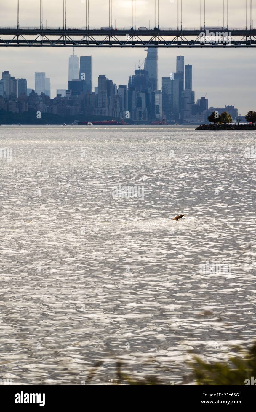 Skyline di New York visto da nord del George Washington Bridge mentre il braccio di un nuotatore esce dall'acqua di Hudson. Foto Stock