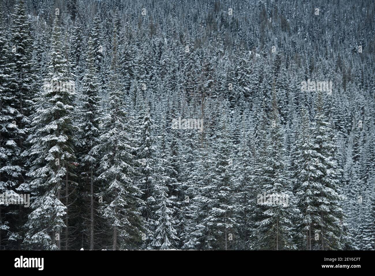 Primo piano di alberi sempreverdi coperti di neve in foresta o boschi in inverno nella British Columbia Canada orizzontale inverno o sfondo di Natale Foto Stock