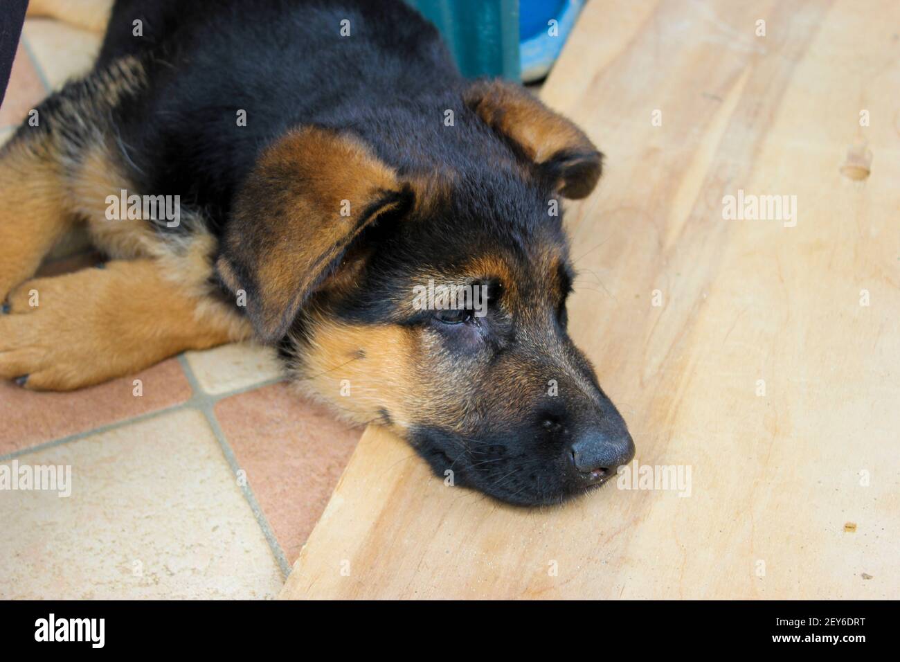 Il cucciolo di pastore tedesco che riposa; Foto Stock