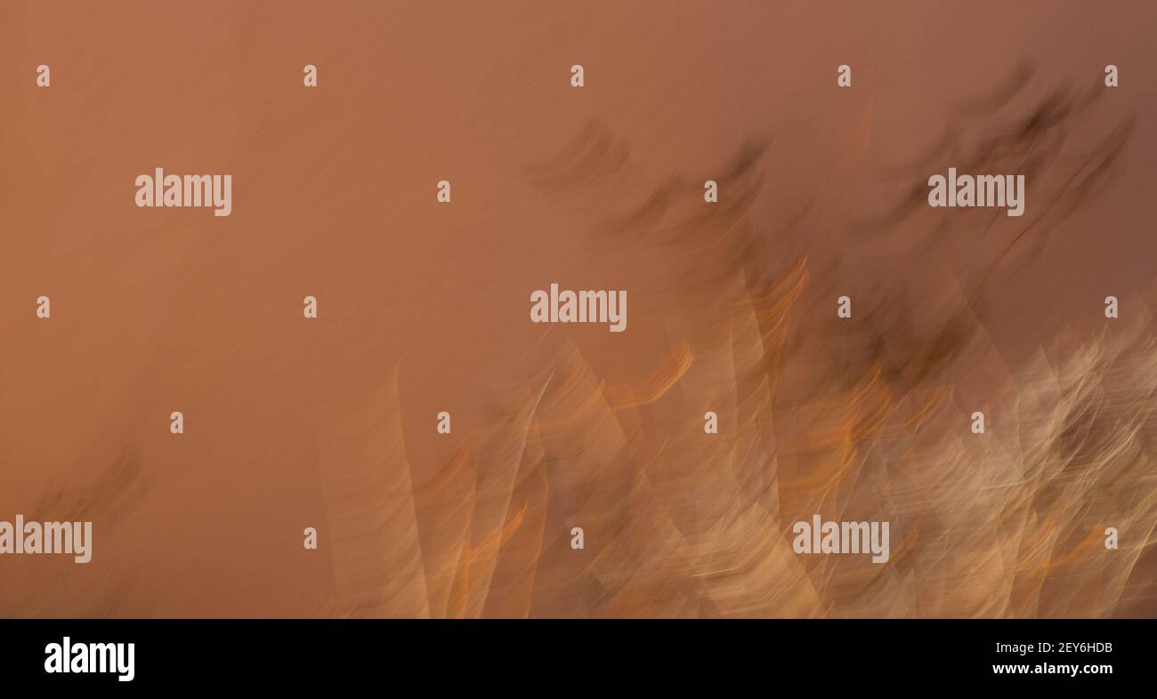 movimento astratto sfocatura orizzontale del cespuglio contro parete di cemento effetto speciale attraverso l'esposizione di lunga durata e movimento intenzionale fotocamera sfondo arte Foto Stock