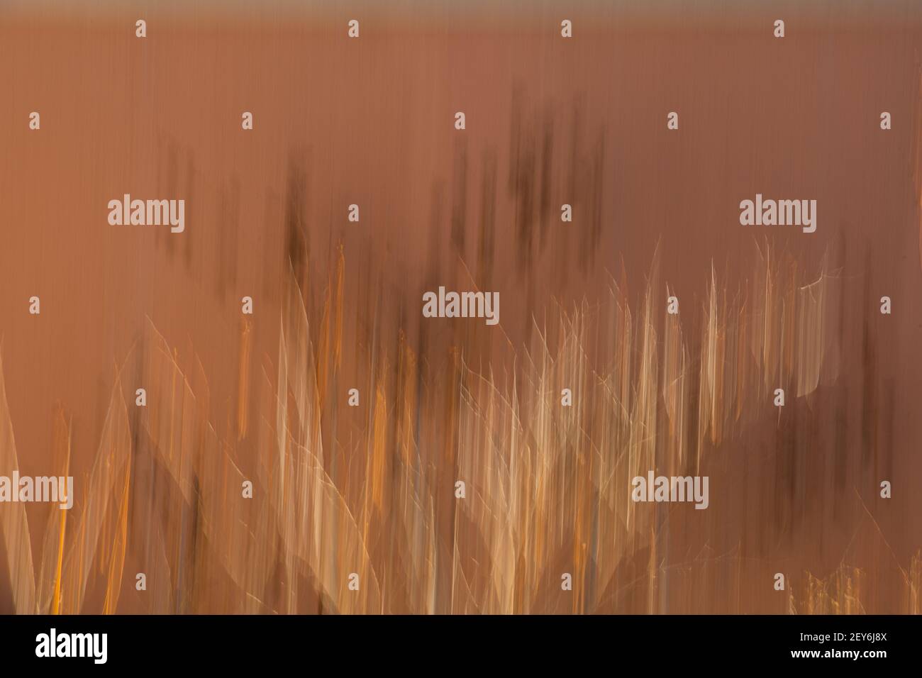 movimento astratto sfocatura orizzontale del cespuglio contro parete di cemento effetto speciale attraverso l'esposizione di lunga durata e movimento intenzionale fotocamera sfondo arte Foto Stock