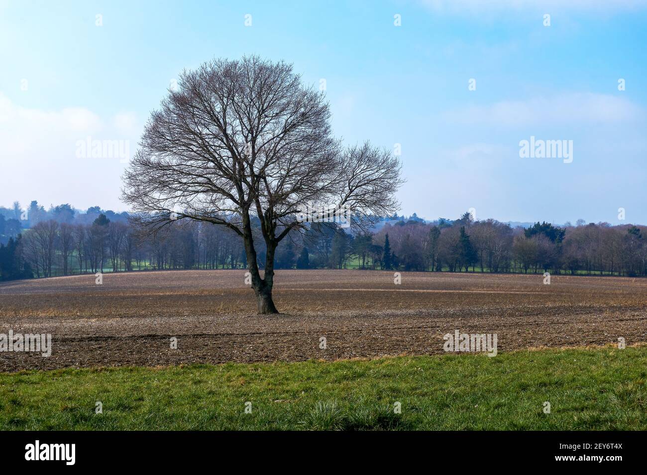 Lone albero senza foglie in un campo arato vicino a Shenley, Hertfordshire  contro uno sfondo frizzante - lungo il Watling Chase Timberland® Trail Foto  stock - Alamy