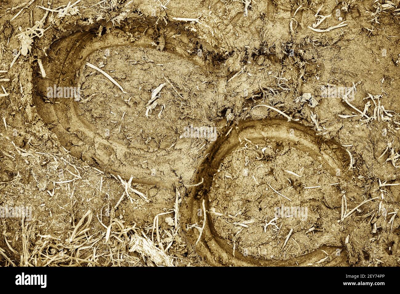 I segni delle scarpe da cavallo nel fango Foto Stock