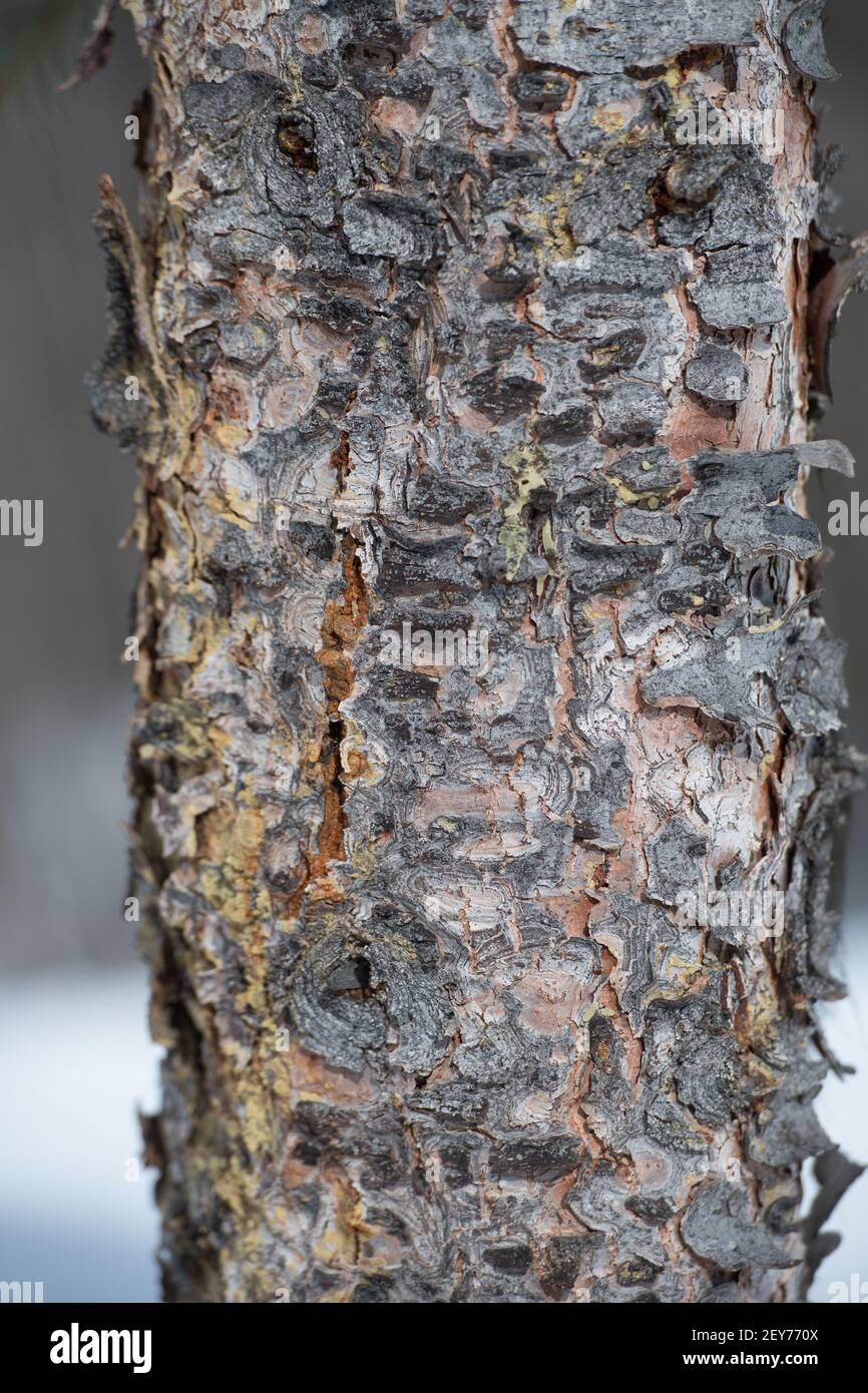 primo piano di corteccia di albero ruvido superficie testurizzata formato verticale robusta corteccia di protezione di albero ruggine grigia e corteccia nera peeling fuori dal tronco di albero inverno Foto Stock