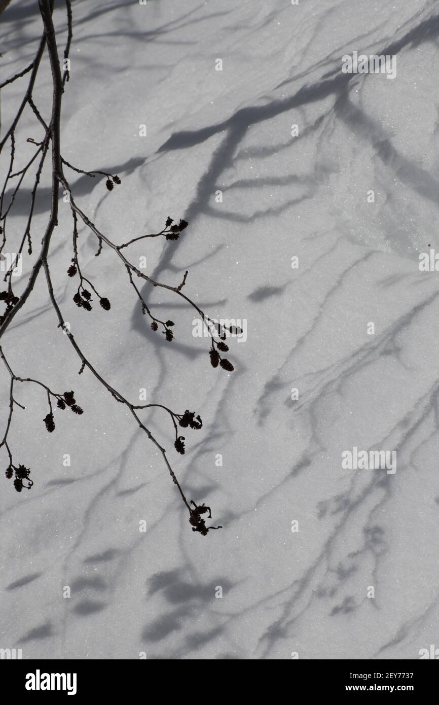 ombra di ramo di cespuglio gettata sulla neve dalla luce del sole gemme su rami stanza di formato verticale per tipo stagionale inverno sfondo o spazio di sfondo per tipo Foto Stock