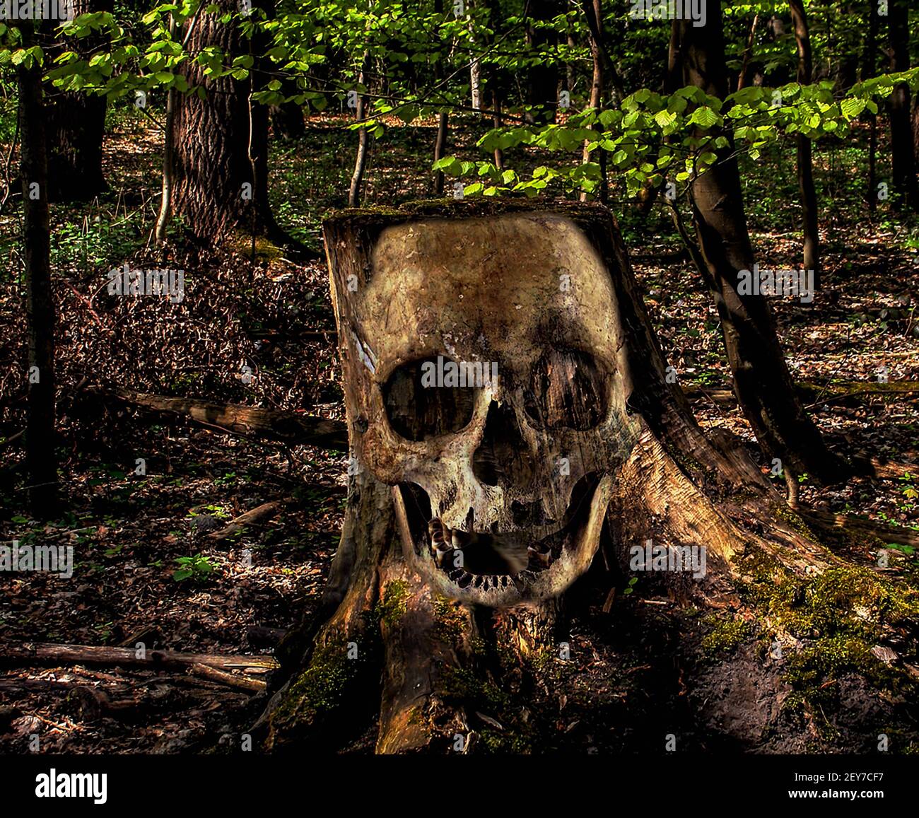 Un closeup di un tronco cranio-sagomato cranio nel boschi Foto Stock
