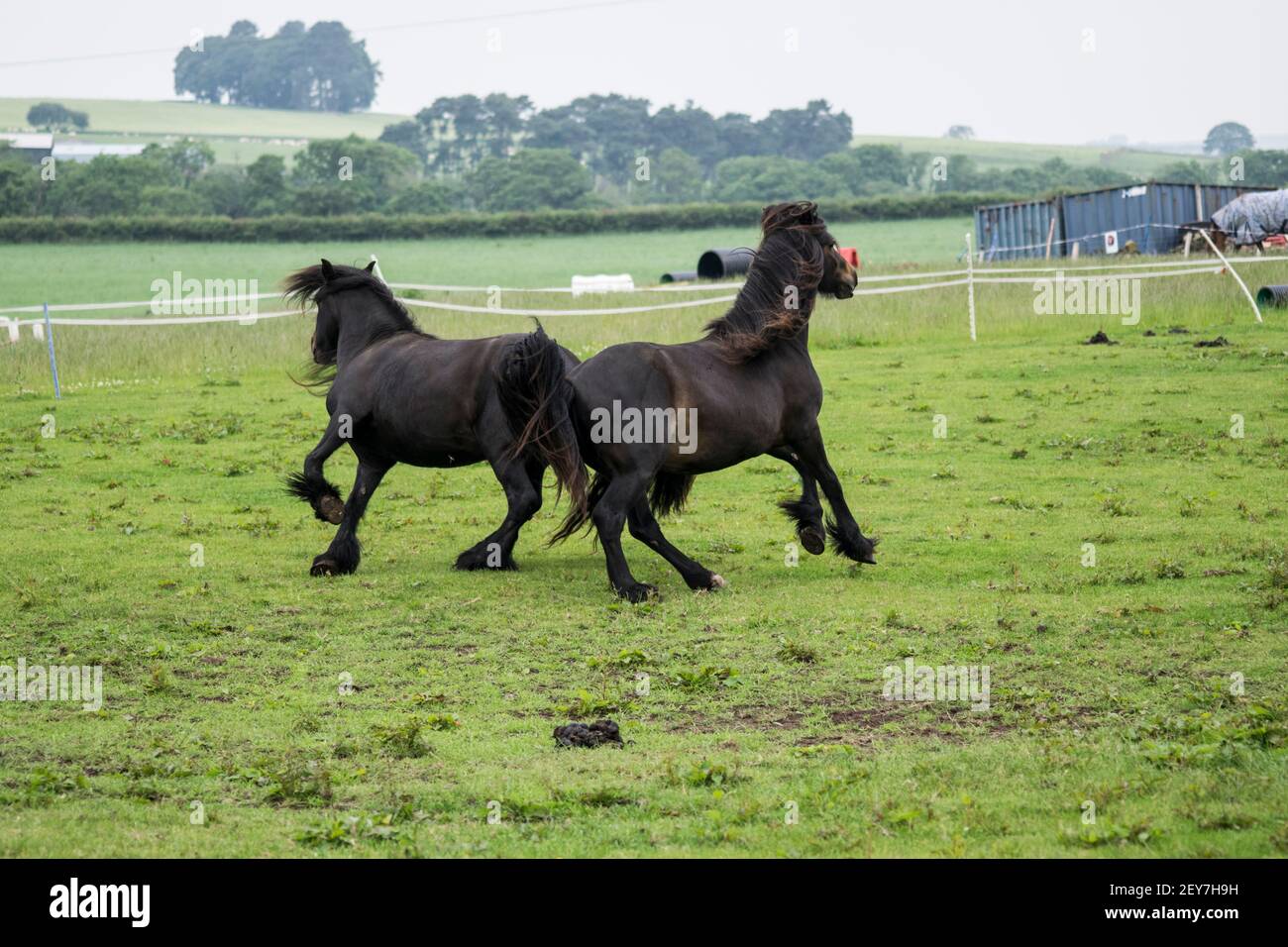 Due cavalli in galoppo in un campo Foto Stock