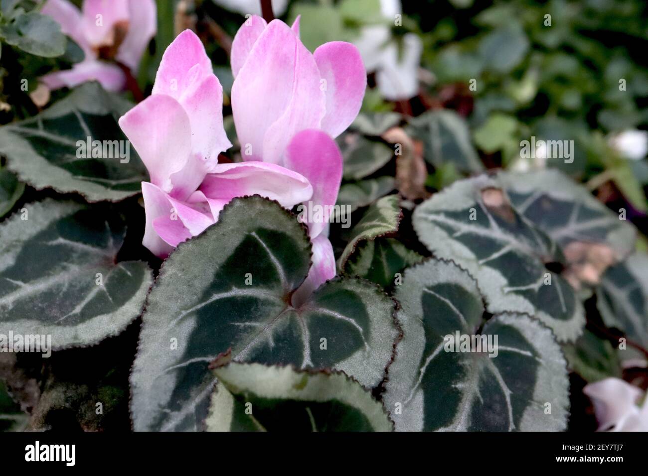 Ciclamino bianco ciclamino bianco ciclamino arrossato con rosa, fogliame distintivo, marzo, Inghilterra, Regno Unito Foto Stock