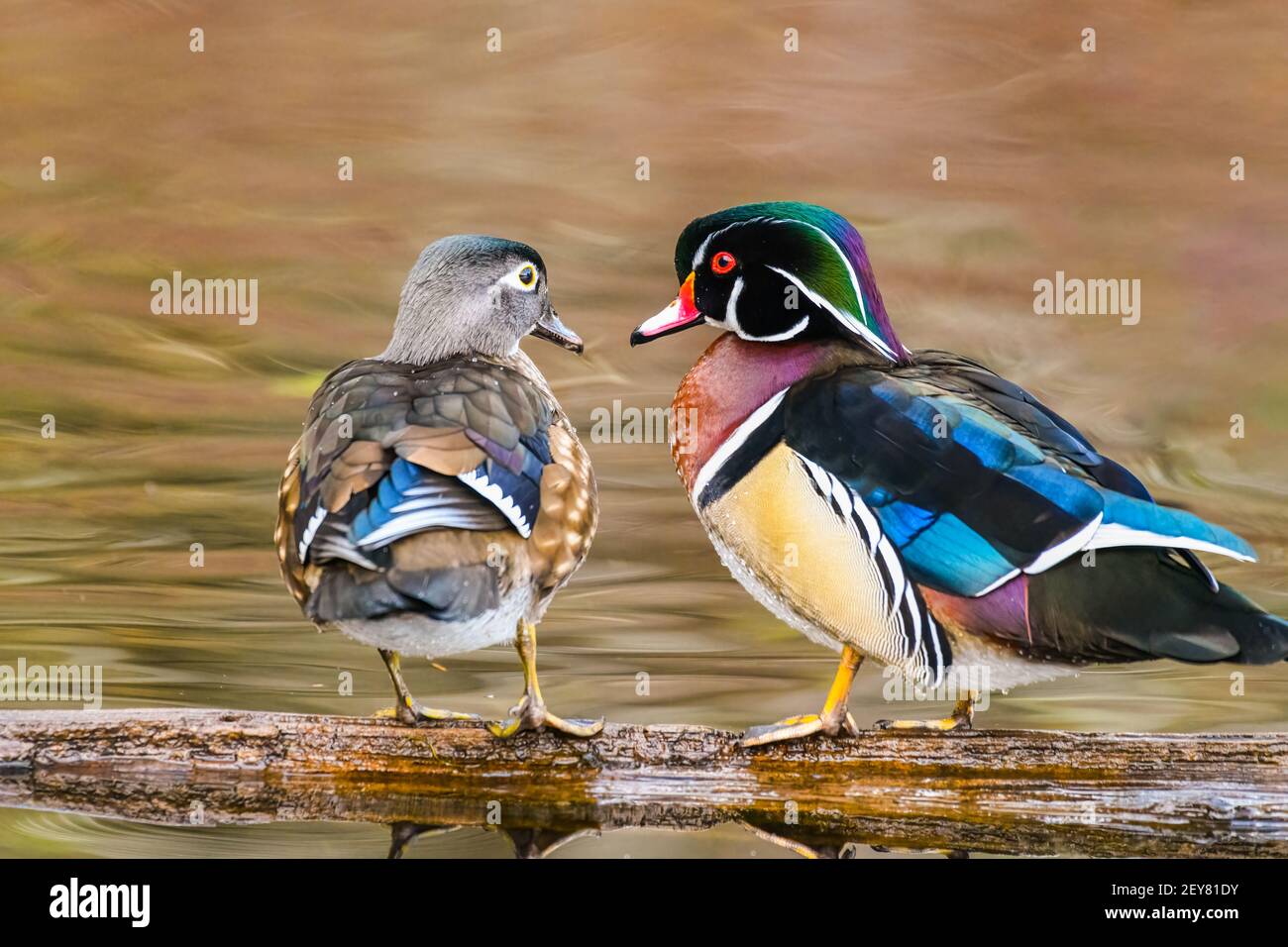 Due anatre di legno condividono un look d'amore su uno sfondo pastello come se si preparasse per una data San Valentino. Foto Stock