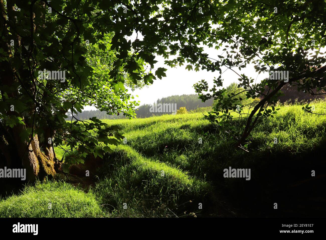 Groviglio di sottobosco lungo un percorso coperto da un albero baldacchino attraverso la foresta Foto Stock
