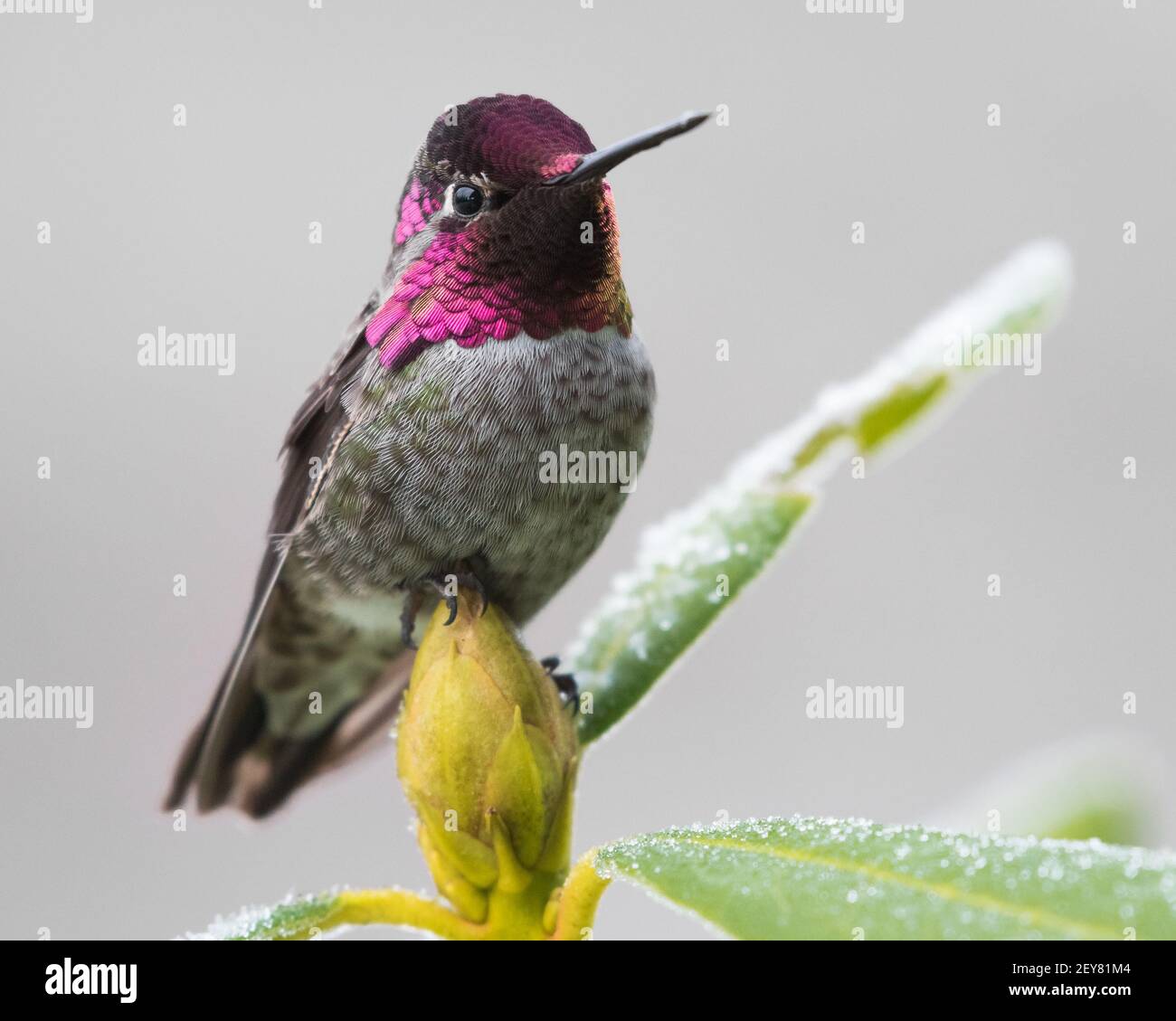 Primo piano di un colibrì Annas su un germoglio di rododendro in inverno con la pianta coperta in gelo in Inverno nello stato di Washington occidentale Foto Stock