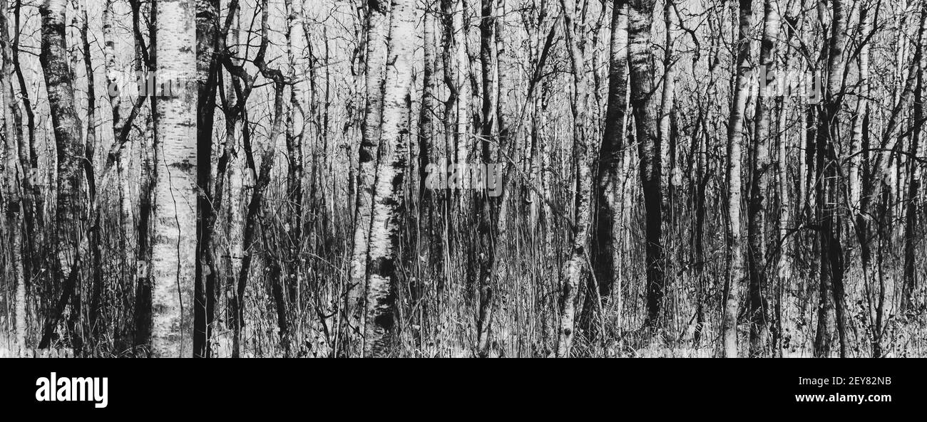 Immagine ritagliata in bianco e nero di una foresta di aspen in l'inverno mostra distintivi modelli di tronco d'albero Foto Stock