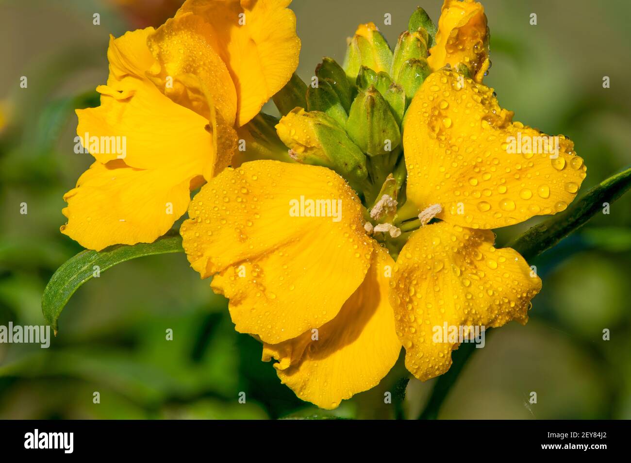 Primo piano di un fiore giallo (erysimum cheiri) in fiore Foto Stock