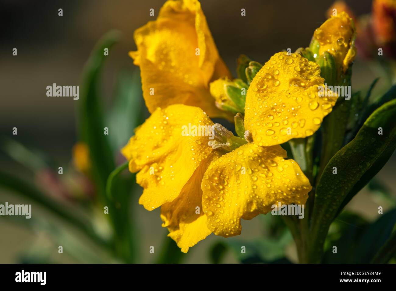 Primo piano di un fiore giallo (erysimum cheiri) in fiore Foto Stock