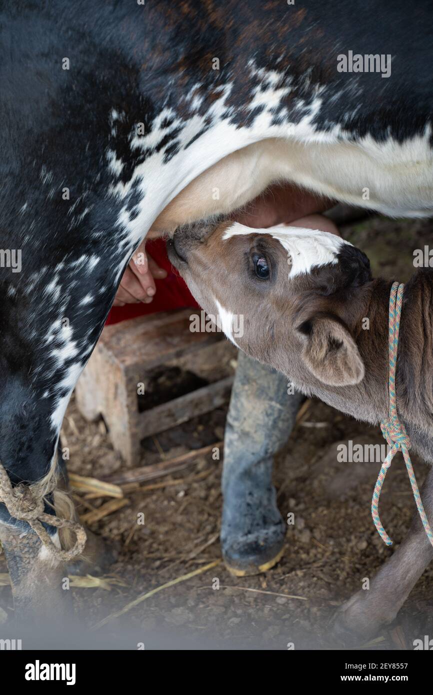 Mucca che mungono con il suo vitello, Guayabal, Chinavita, Ramiriqui, Boyaca, Colombia, Foto Stock