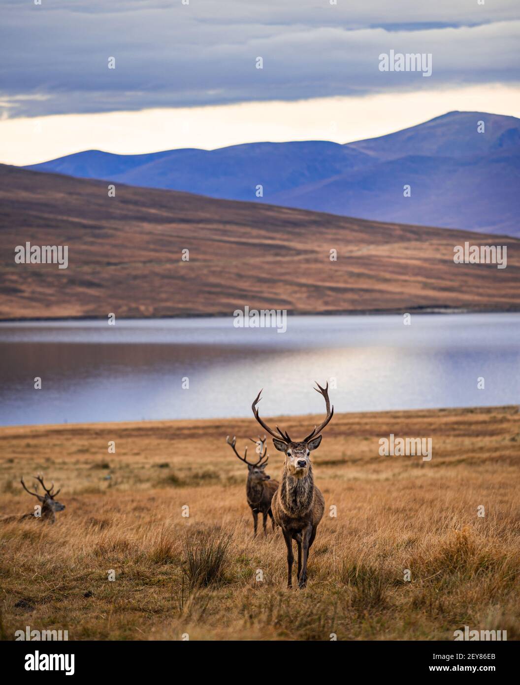 Wild Red Deer balena a Loch Badanloch, Highlands scozzesi Foto Stock