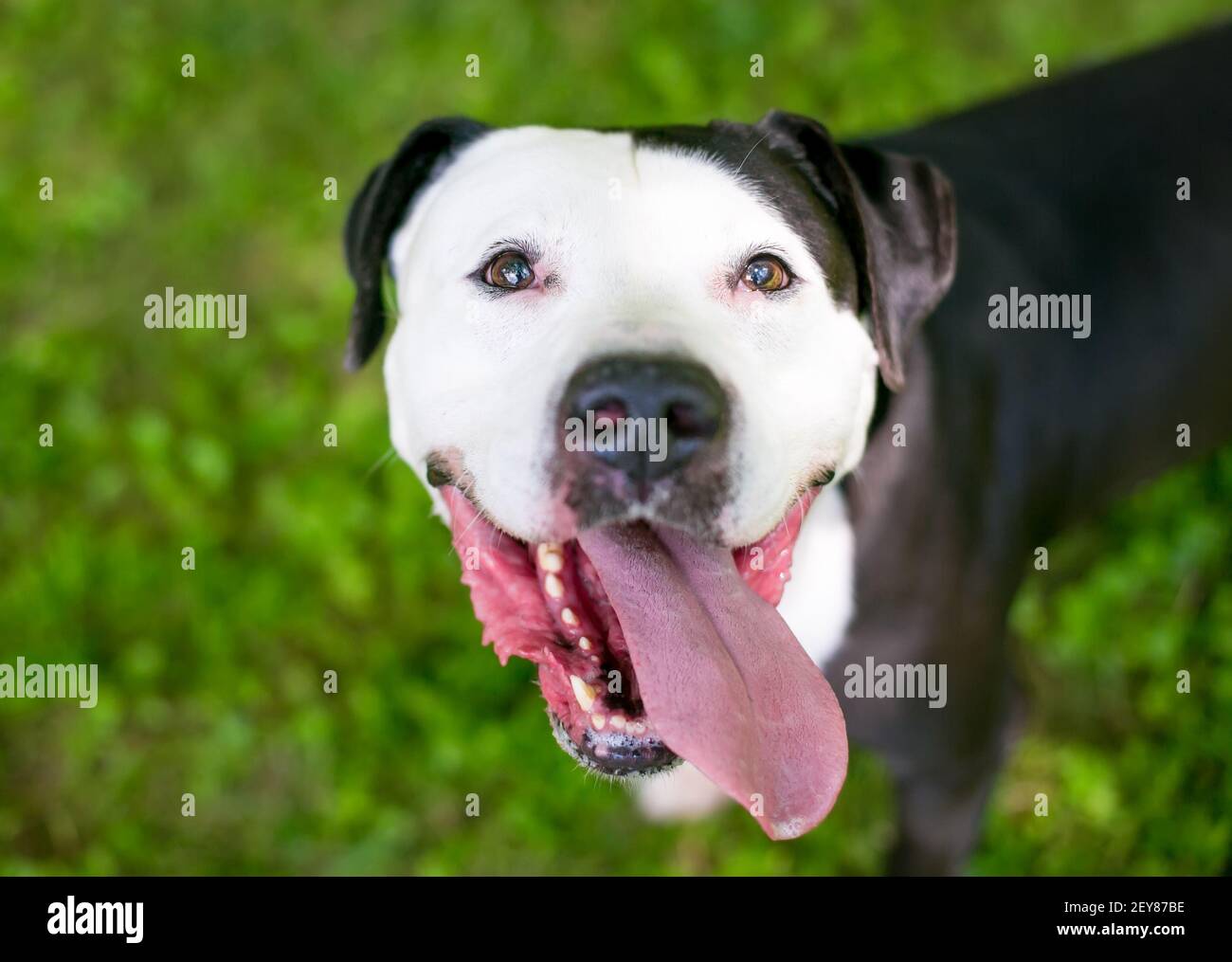 Un felice nero e bianco Pit Bull Terrier razza mista cane con una lingua lunga, guardando verso l'alto la fotocamera Foto Stock