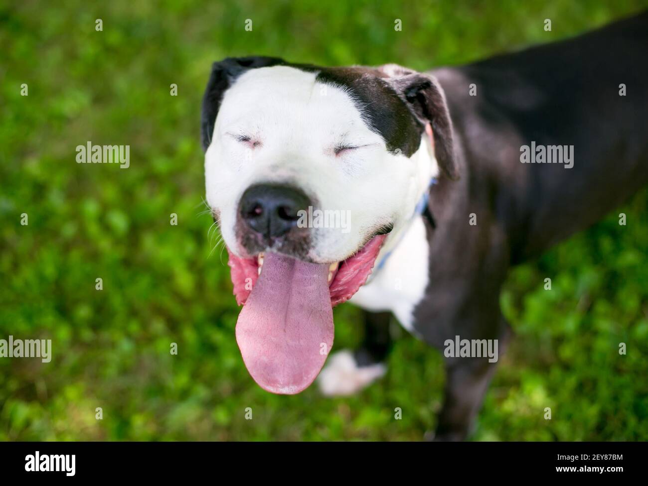 Un cane di razza mista Pit Bull Terrier bianco e nero ansante con gli occhi chiusi Foto Stock