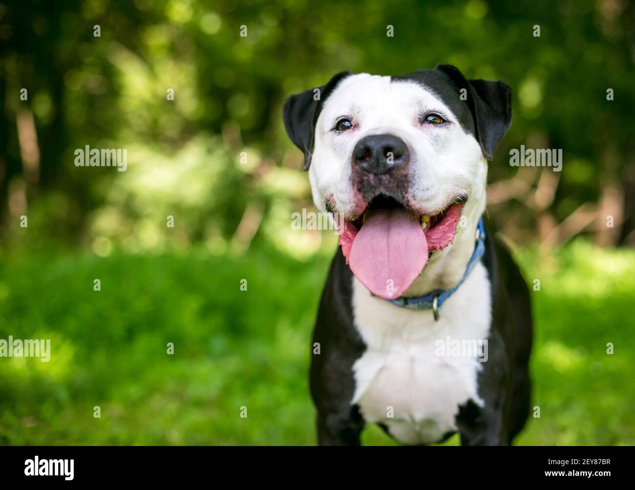 Un felice nero e bianco Pit Bull Terrier razza mista cane all'aperto Foto Stock