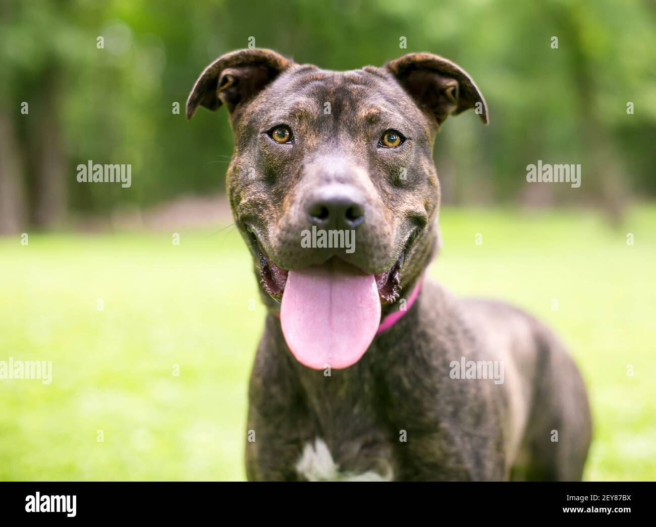 Un brindle Pit Bull Terrier razza mista cane con una lingua grande, ansante Foto Stock