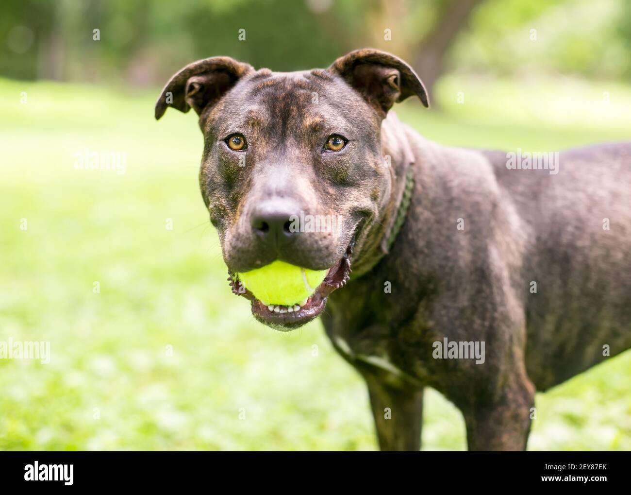 Un brindle Pit Bull Terrier razza mista cane che tiene un palla in bocca Foto Stock
