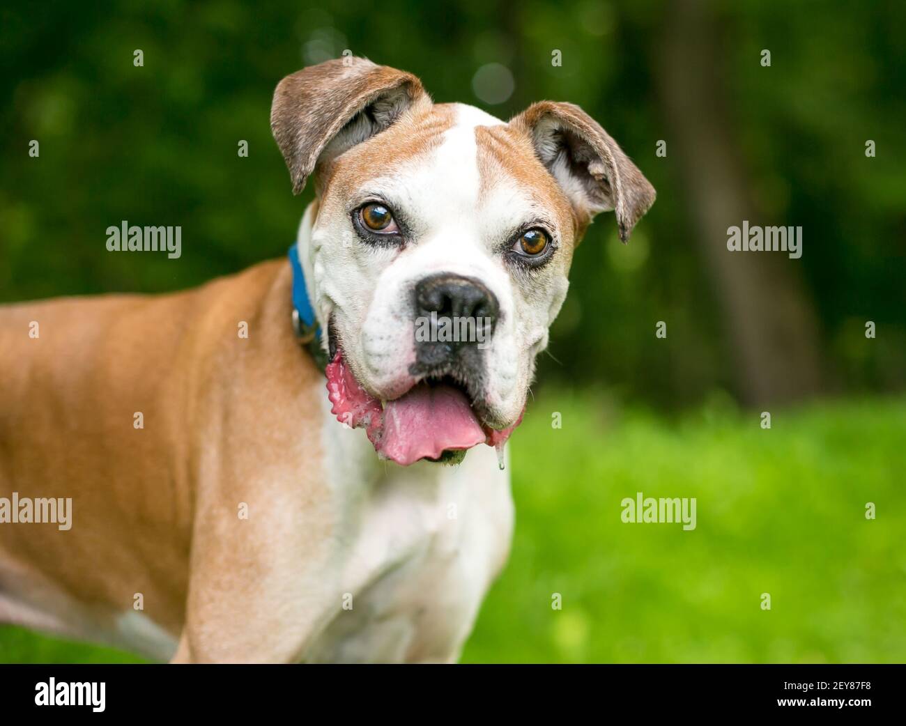 Un cane Boxer senior che guarda la fotocamera con un espressione felice Foto Stock