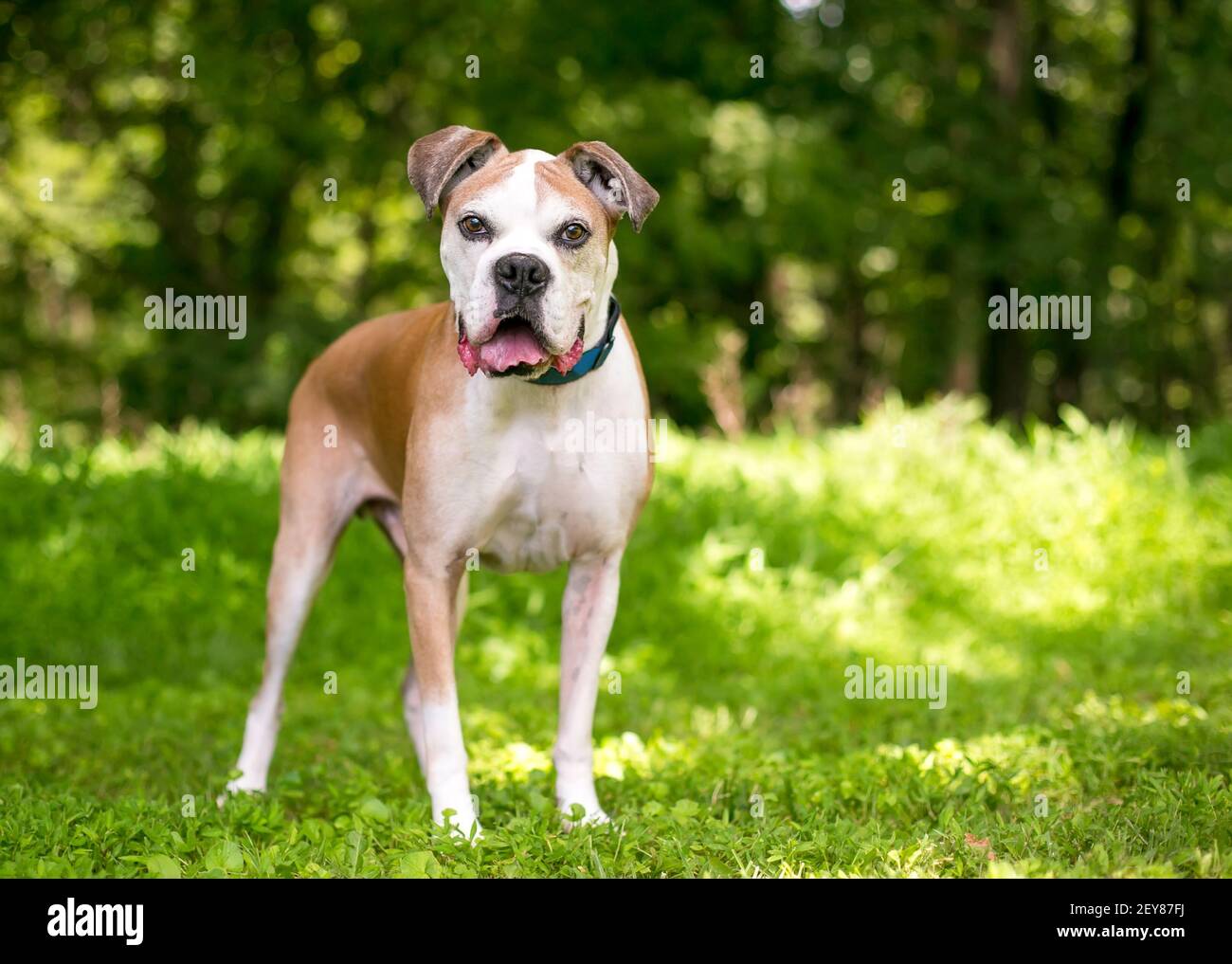 Un cane Boxer senior che guarda la fotocamera con un espressione felice Foto Stock