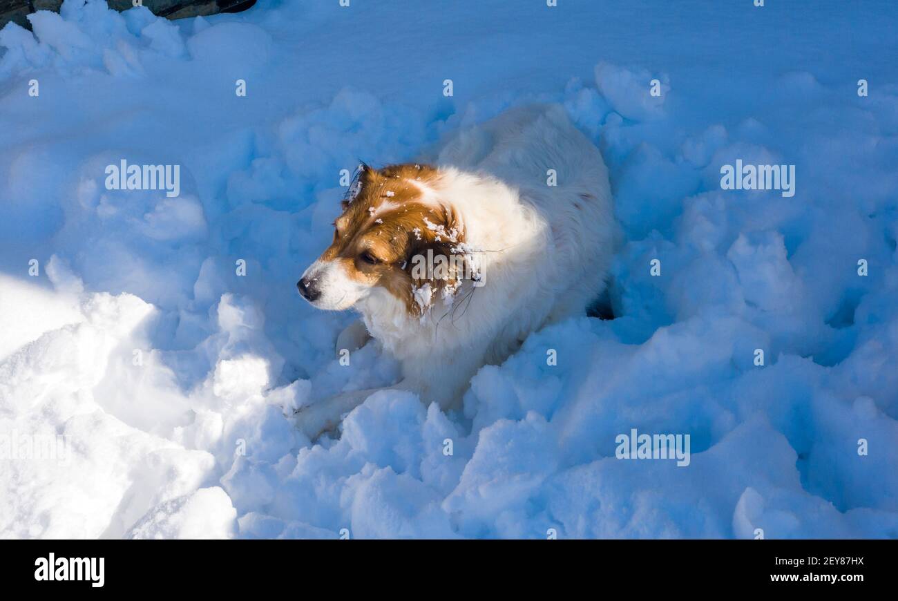 Cane marrone bianco di una razza di pastore greco riposarsi su fondo nevoso. Ritratto di mammifero, domestico, animale, animale, canino su soffice mucchio di neve. Relax Foto Stock
