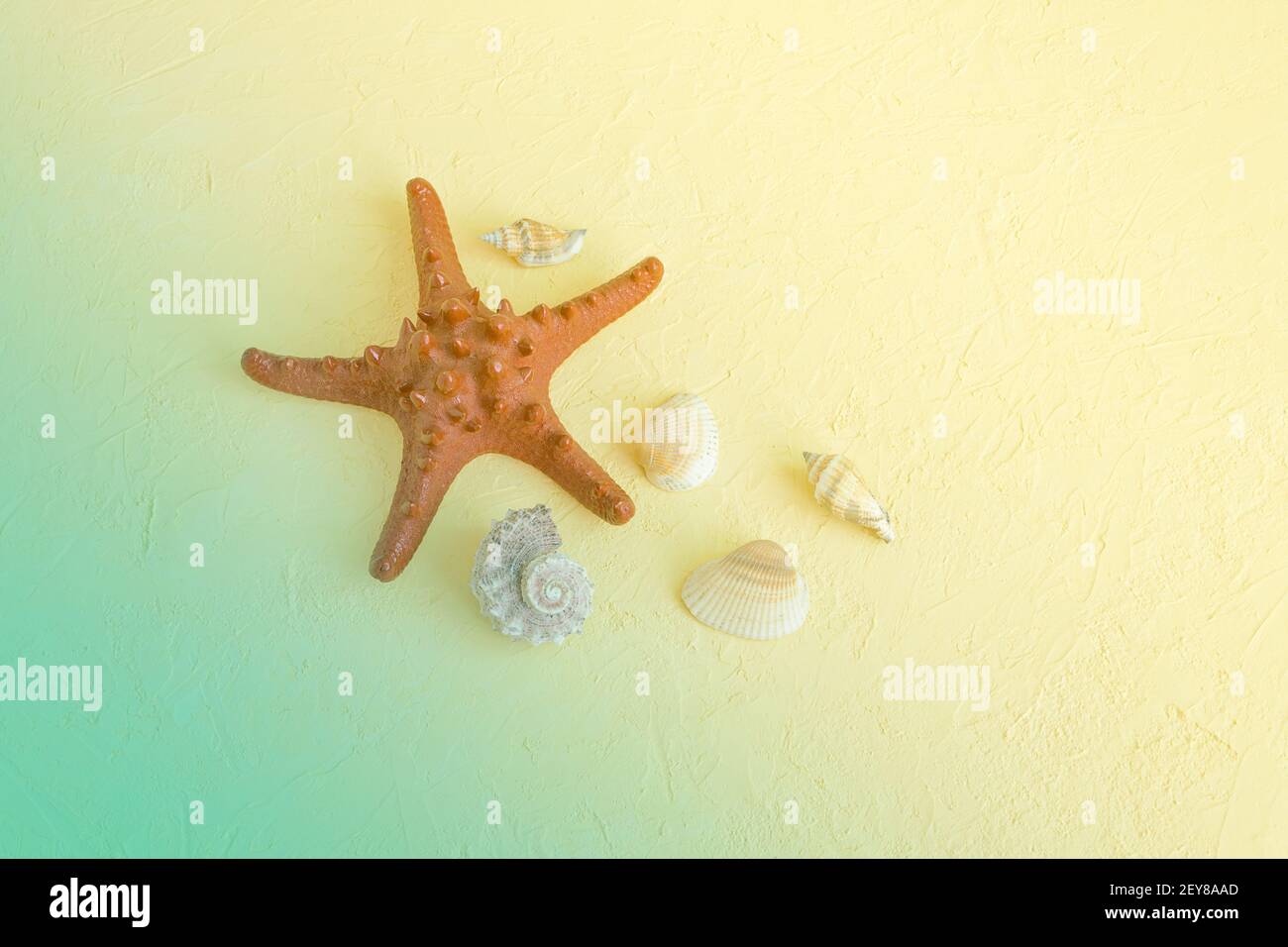 Stelle marine rosse e varie conchiglie su sfondo testurizzato. Spazio di copia, posizione per il testo. Foto a toni, messa a fuoco selettiva, vista nebbia. Foto Stock