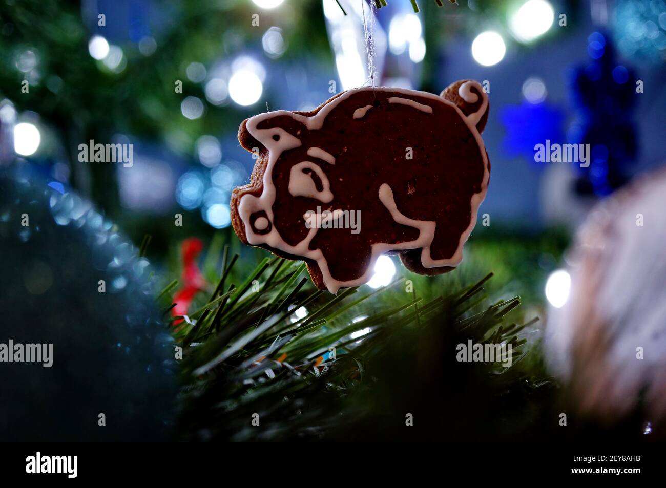 Carino pan di zenzero chrismas a forma di un piccolo maiale, appeso su un albero di Natale Foto Stock